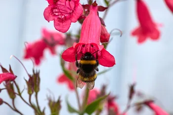 Bee on Penstemon rear.jpg